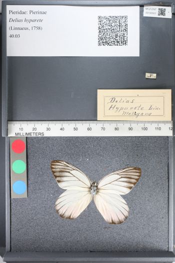Media type: image;   Entomology 130501
